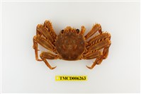 藏品(近親盾牌蟹)的圖片